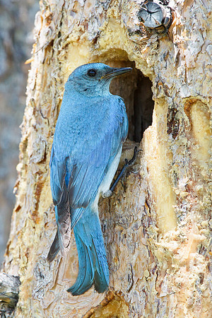 Mountain Bluebird, male