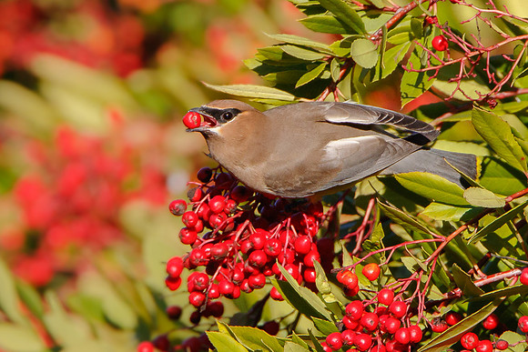 Cedar Waxwing, feeding on toyon berry