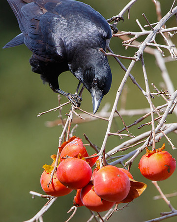 American Crow