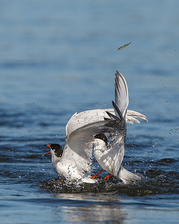 Forster's Terns, fighting over fish