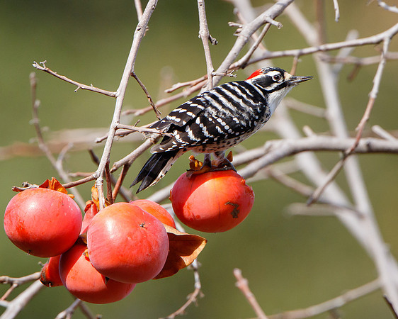 Nuttall's Woodpecker, male