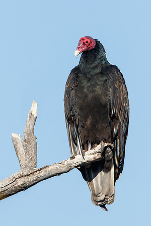 Turkey Vulture