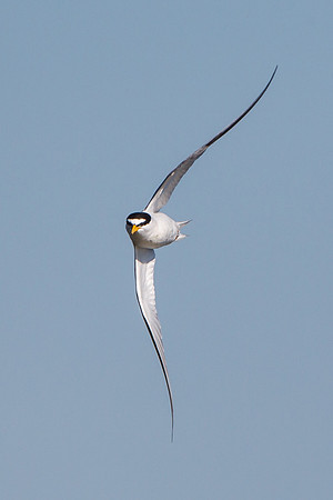 Least Tern in flight