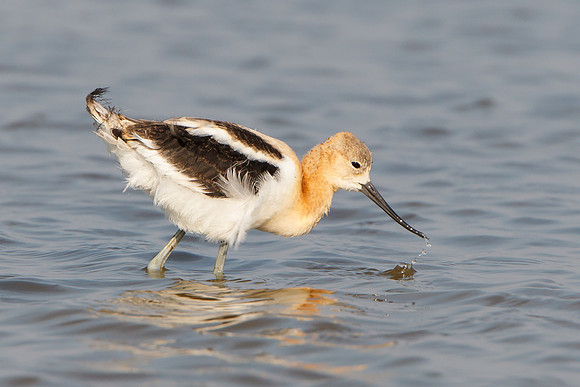 American Avocet, juvenile feeding