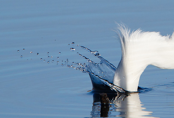 Snowy Egret