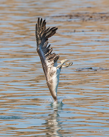 Brown Pelican, juvenile diving