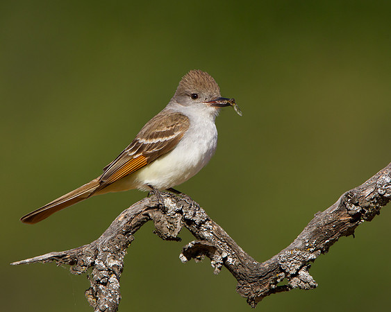 Ash-throated Flycatcher, with insect