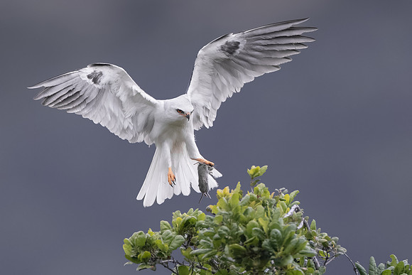 White-tailed Kite, with vole