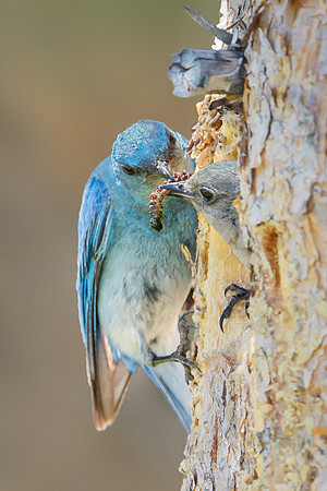 Mountain Bluebirds, male passing caterpillar to female at nest