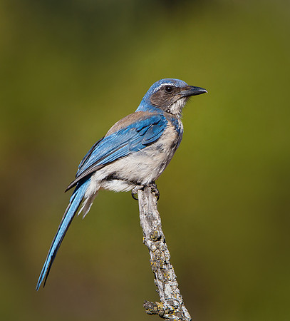 California Scrub-Jay (formerly Western Scrub-Jay)