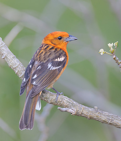 Flame-colored Tanager