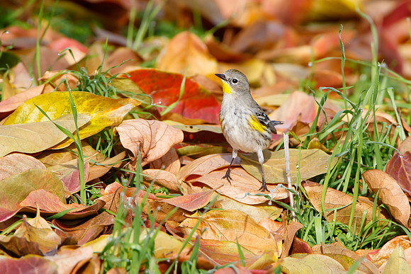 Yellow-rumped Warbler