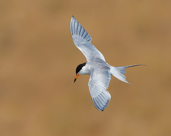Forster's Tern
