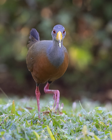 Gray-cowled Wood-Rail