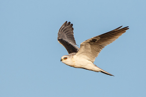 White-tailed Kite in flight