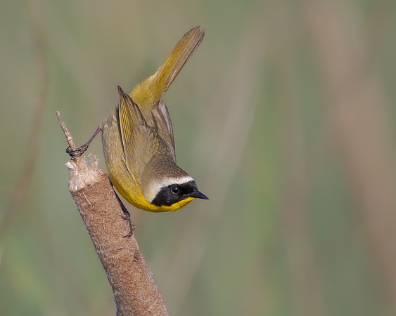 Common Yellowthroat