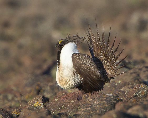 Greater Sage-Grouse