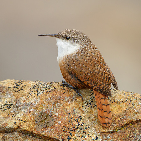 Canyon Wren