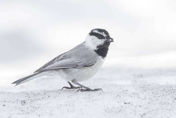 Mountain Chickadee