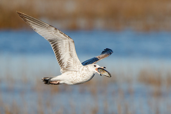 California Gull, with mussel