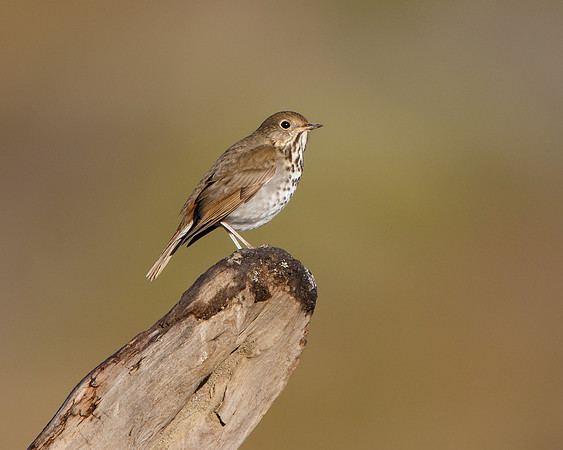 Hermit Thrush