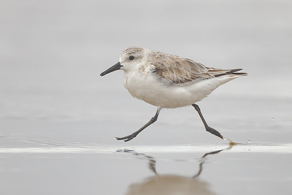 Sanderling