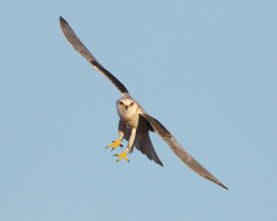 White-tailed Kite in flight
