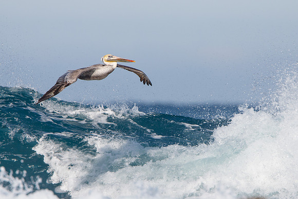 Brown Pelican