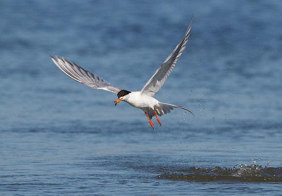 Forester's Tern, emerging from water with meal