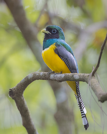 Black-throated Trogon