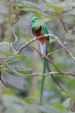 Resplendent Quetzal