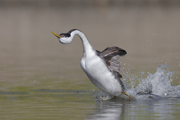 Western Grebe