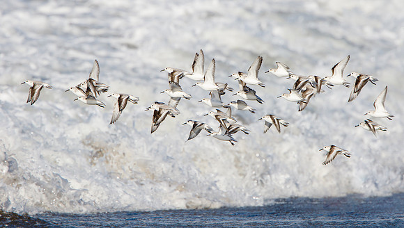 Sanderlings
