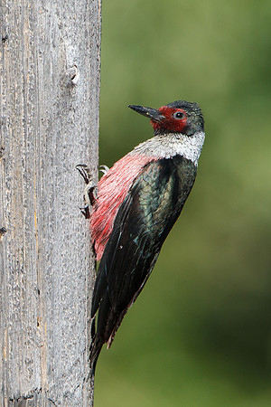 Lewis's Woodpecker