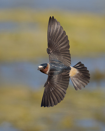 Cliff Swallow
