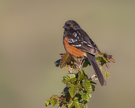 Spotted Towhee