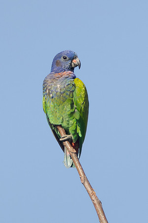 Blue-headed Parrot