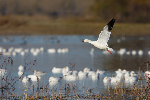 Snow Geese