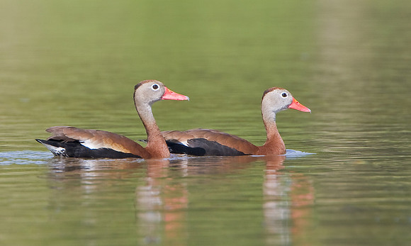 Black-bellied Whistling-Duck