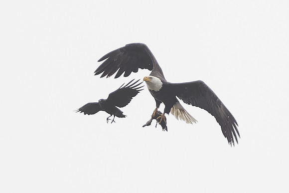 Bald Eagle w/ prey, chased by crow