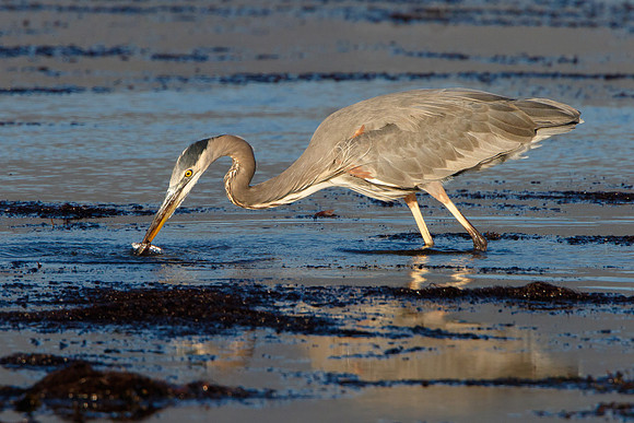 Great Blue Heron, with fish