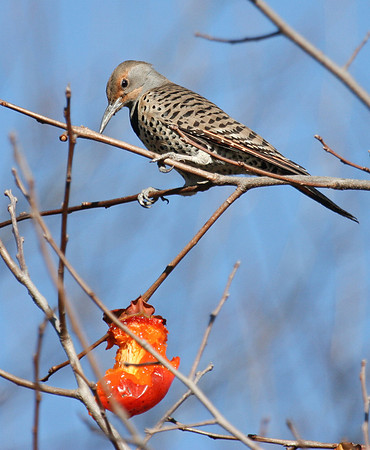 Northern Flicker