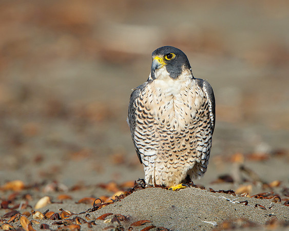 Peregrine Falcon