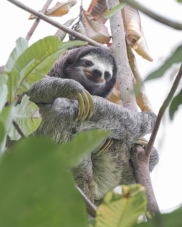 Three-toed sloth