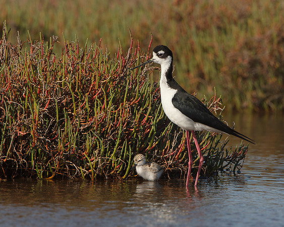 Black-necked Stilt, with chick