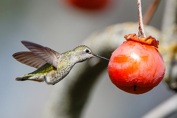 Anna's Hummingbird