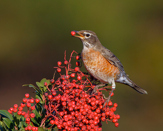 American Robin, feeding on toyon berry