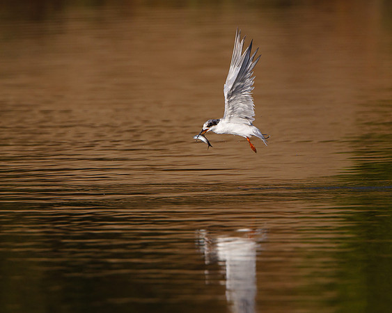 Forster's Tern, with fish