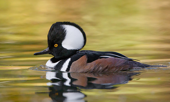 Hooded Merganser, male