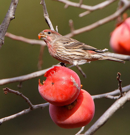 House Finch